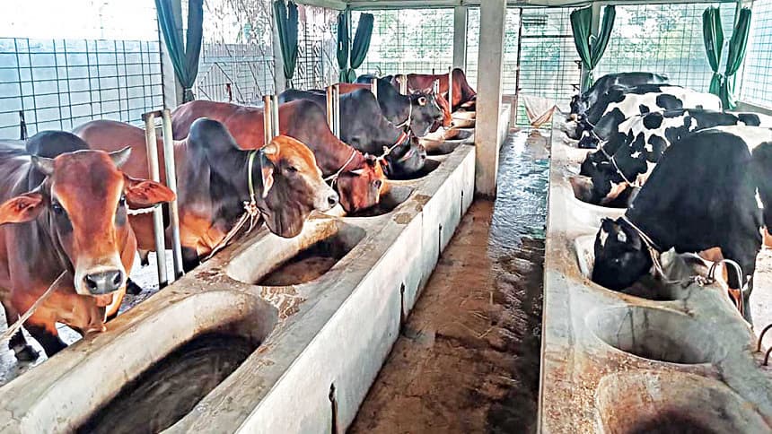 Cow Rearing for Eid-ul-Azha