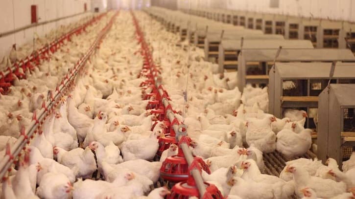 Hen Farming Operation