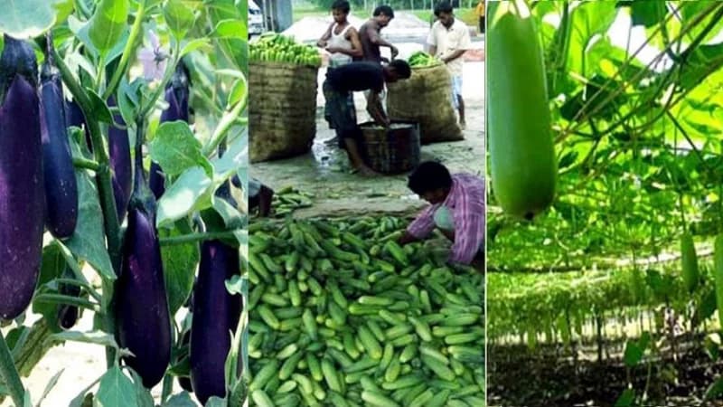 Vegetable Farming